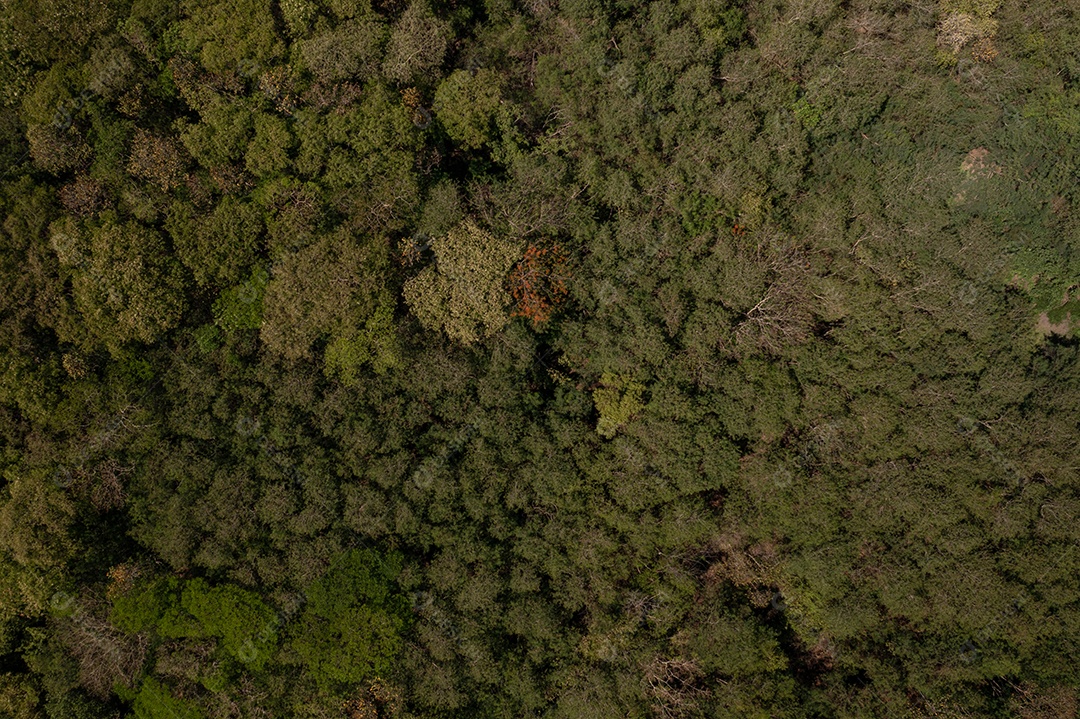 copas das árvores vistas de cima