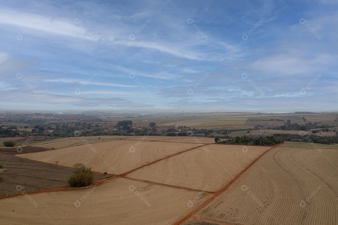 canaviais recém-plantados vistos de cima - visão de drone.