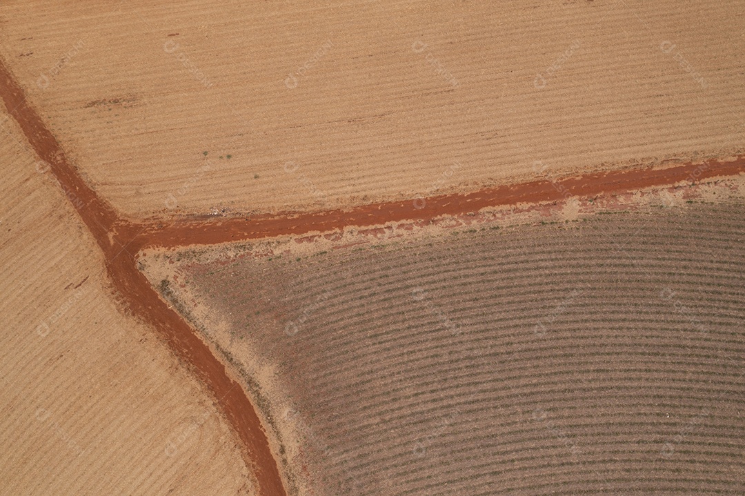 Estrada de terra ao lado de canaviais recém-plantados
