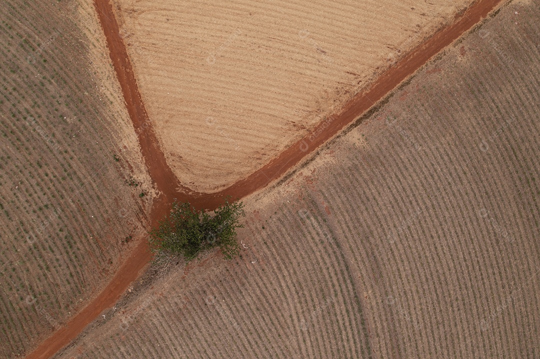estrada de terra ao lado de canaviais recém-plantados