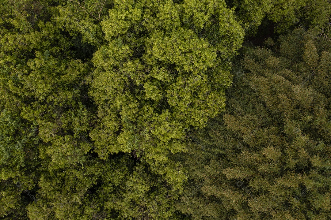 copas das árvores vistas de cima - vista drone