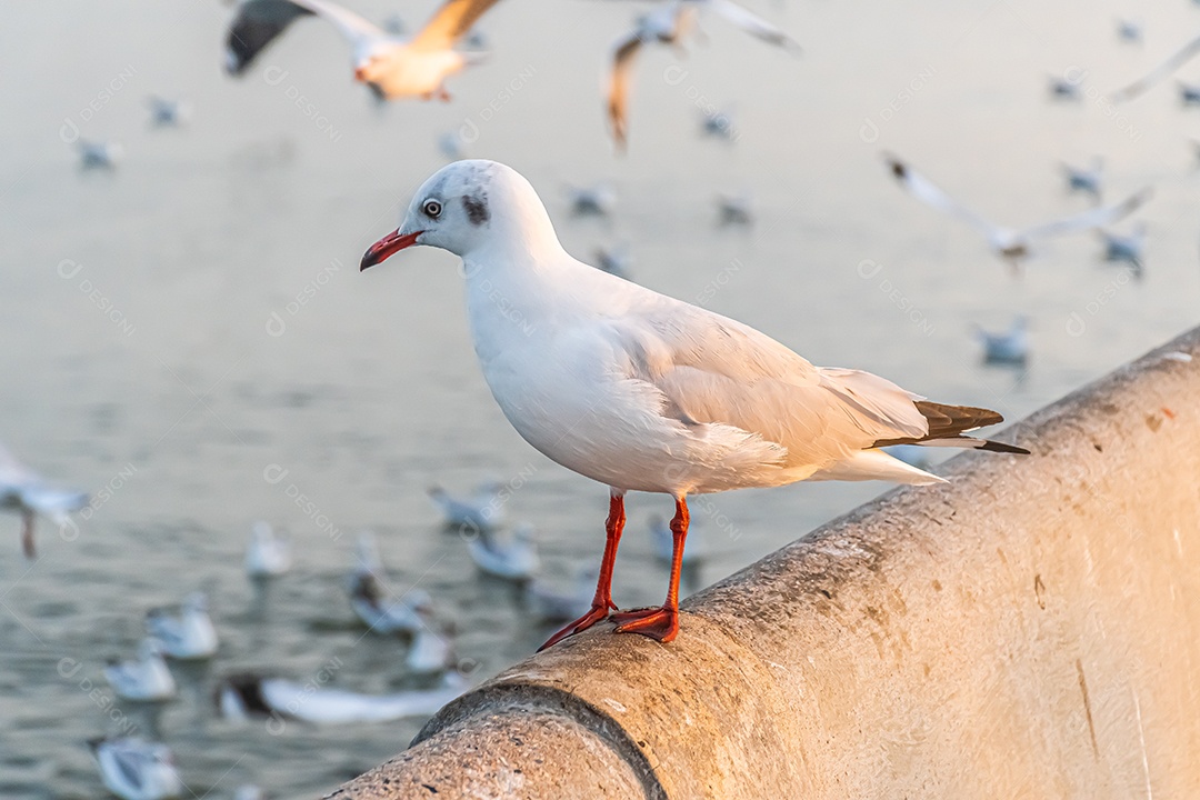 A gaivota está parada na beira da ponte.