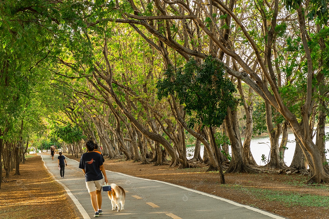 Caminho e belas trilhas de árvores para correr ou caminhar
