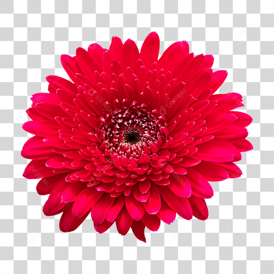 Flor Gerbera Vermelha PNG Transparente