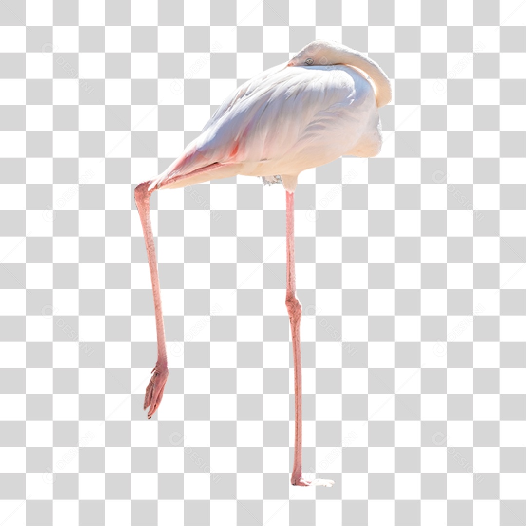 Ave Flamingo PNG Transparente