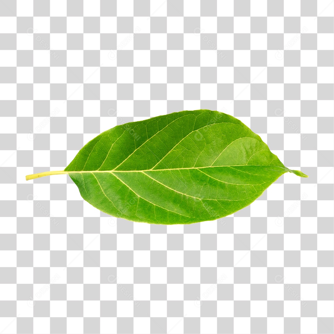 Folha de Arvore Verde PNG Transparente