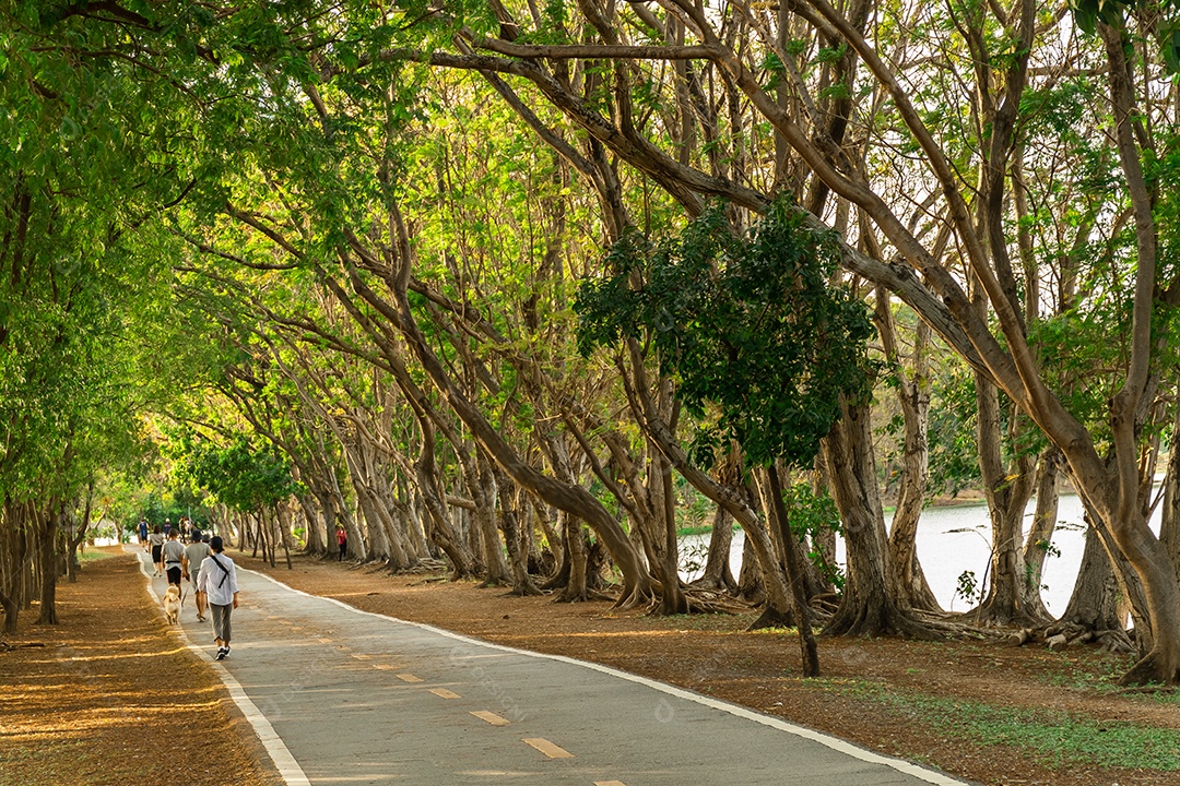 Caminho e belas trilhas de árvores para correr ou caminhar