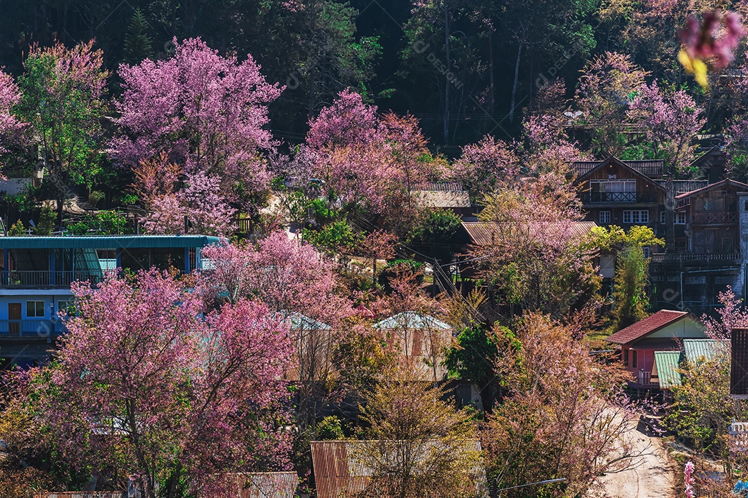 Paisagem da bela cereja selvagem do Himalaia florescendo