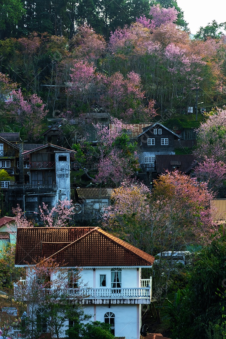 Paisagem da bela cereja selvagem do Himalaia florescendo