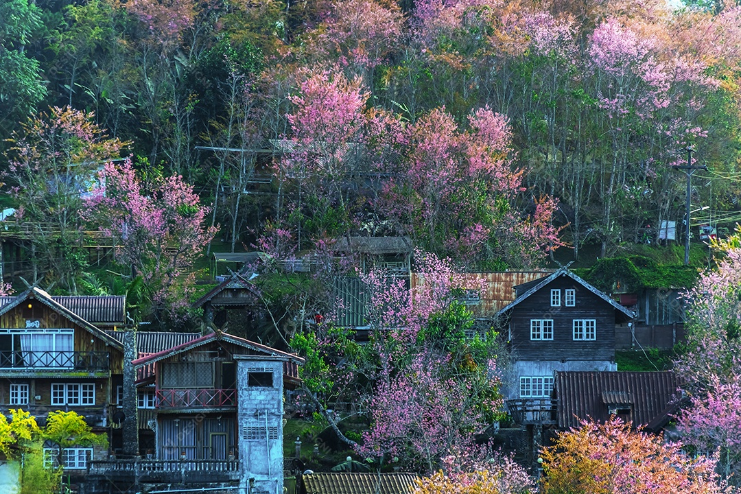 Paisagem da bela cereja selvagem do Himalaia florescendo