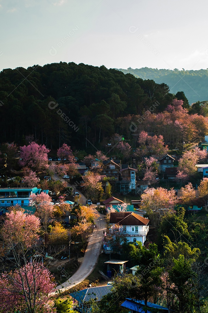 Paisagem da bela cereja selvagem do Himalaia florescendo