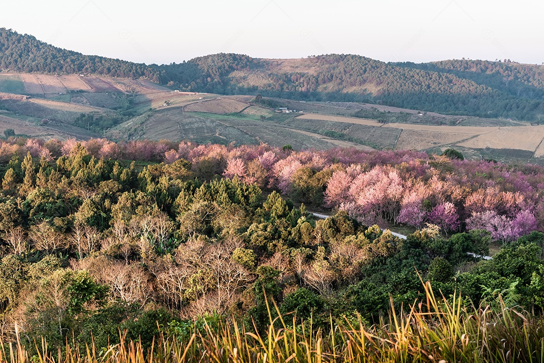 Paisagem da bela cereja selvagem do Himalaia florescendo