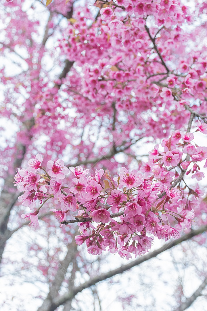 Linda cereja selvagem do Himalaia florescendo rosa Prunus cerasoides