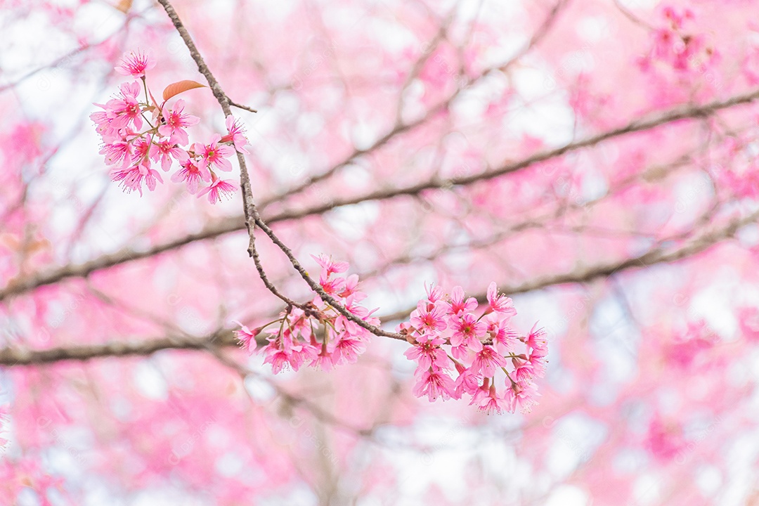 Linda cereja selvagem do Himalaia florescendo rosa Prunus cerasoides