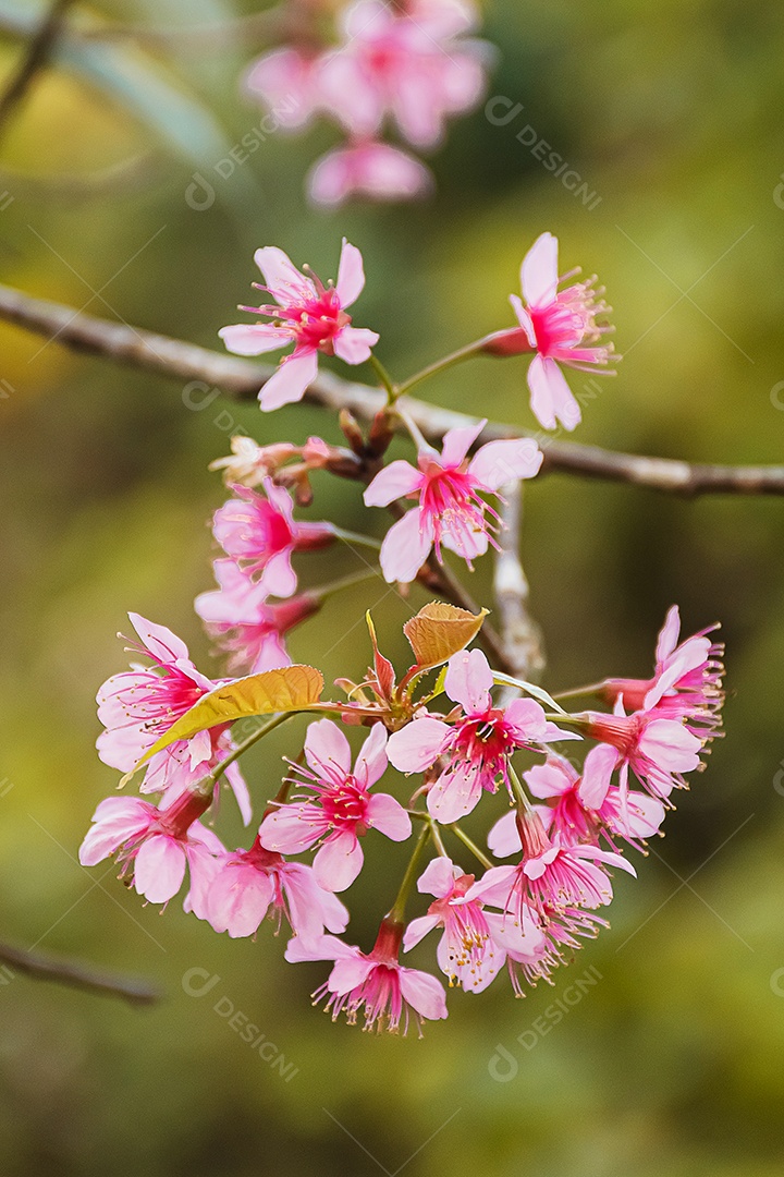 Linda cereja selvagem do Himalaia florescendo rosa Prunus cerasoides