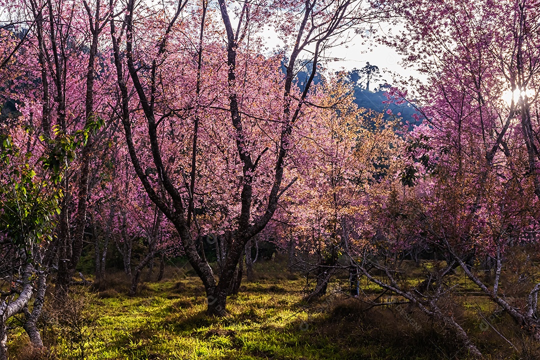 Paisagem da bela cereja selvagem do Himalaia florescendo