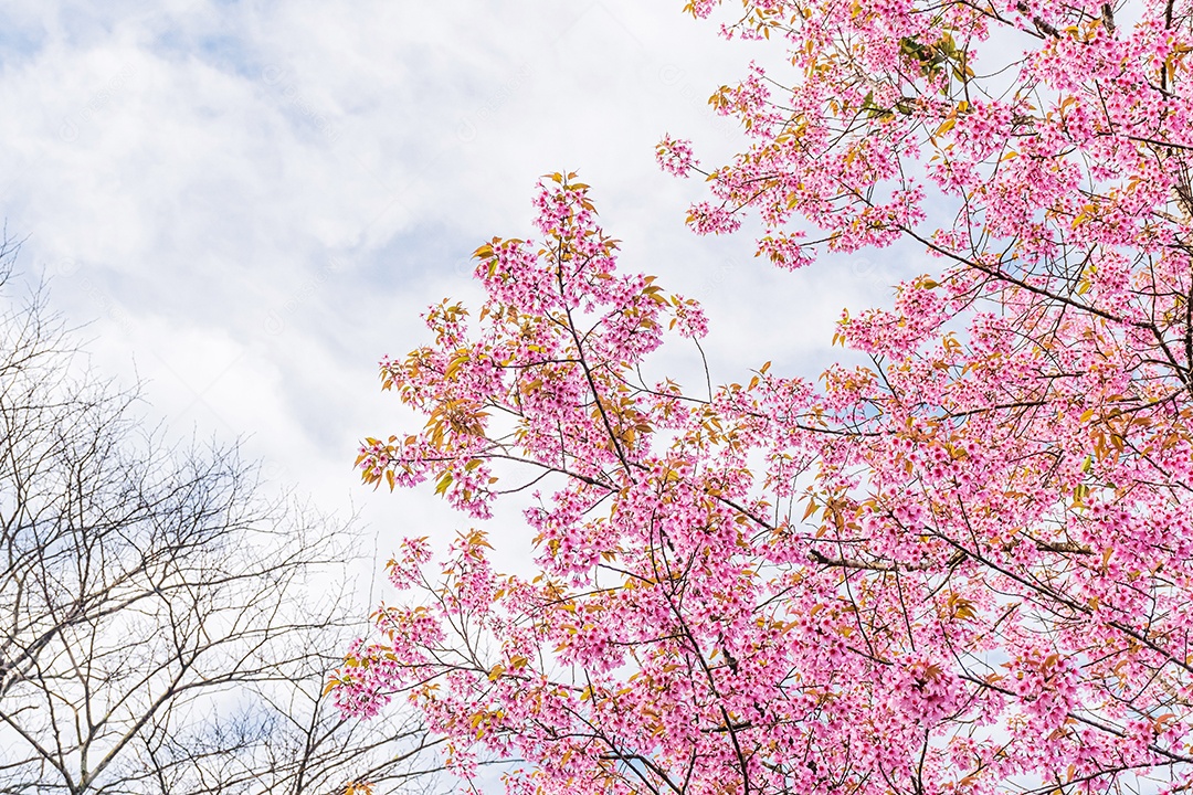 Paisagem da bela cereja selvagem do Himalaia florescendo