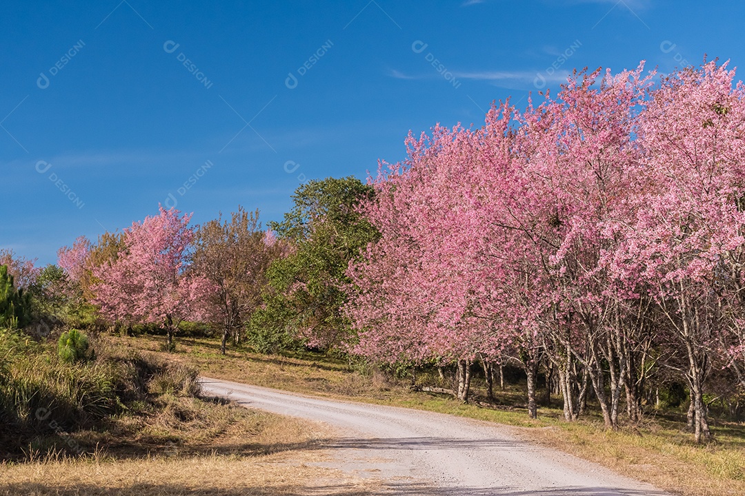 Paisagem da bela cereja selvagem do Himalaia florescendo