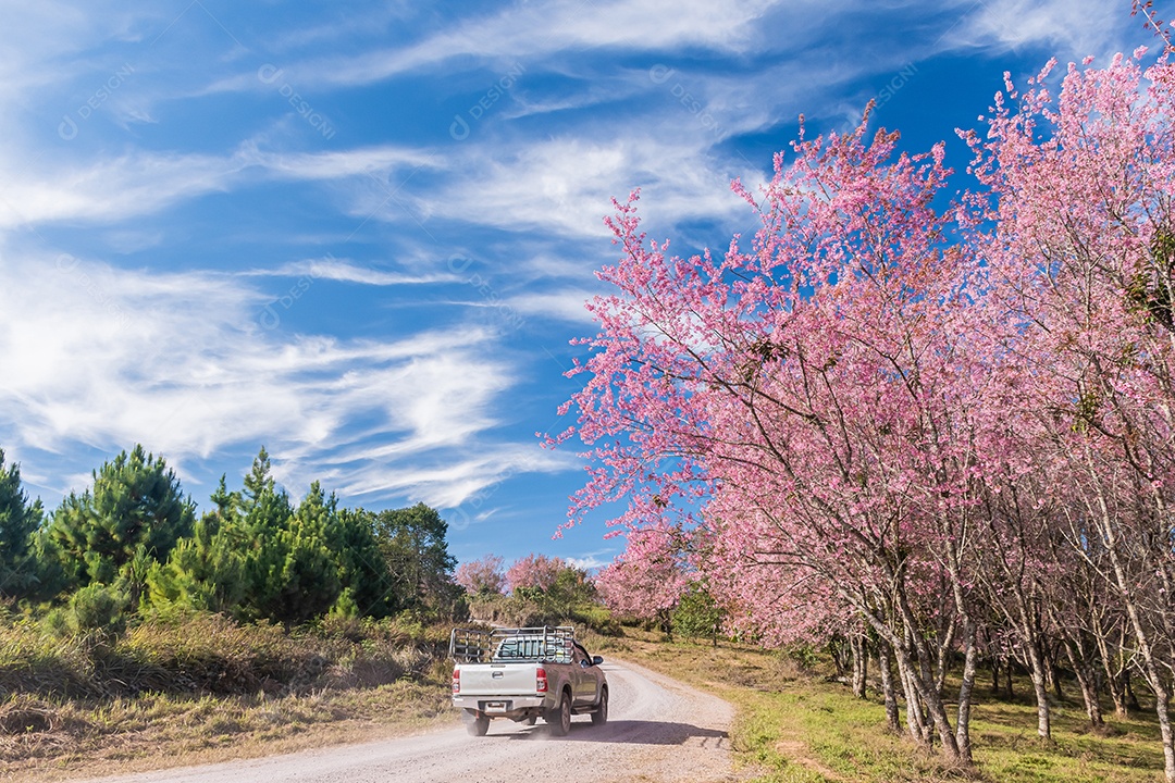 Paisagem da bela cereja selvagem do Himalaia florescendo
