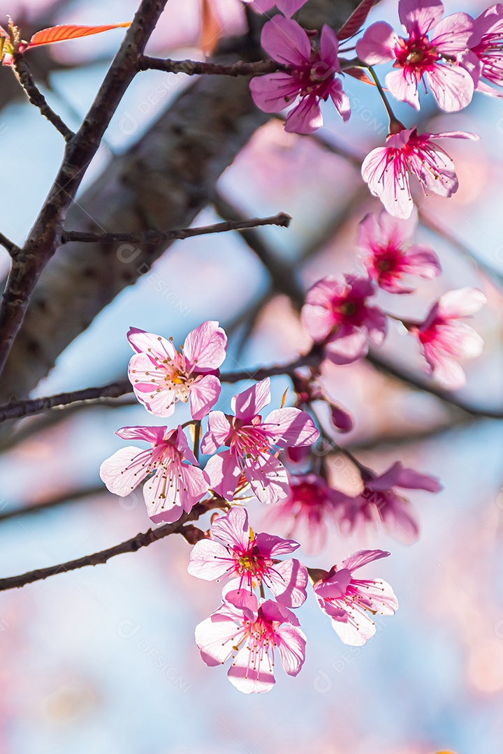 Paisagem de lindas flores silvestres de cereja do Himalaia florescendo rosa Prunus cerasoides