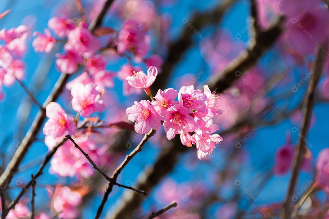 Linda cereja selvagem do Himalaia florescendo rosa Prunus cerasoides