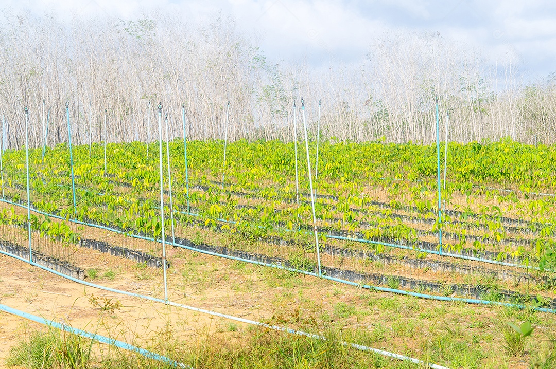 O conjunto de aspersores é instalado na plantação para fornecer água à jovem planta verde