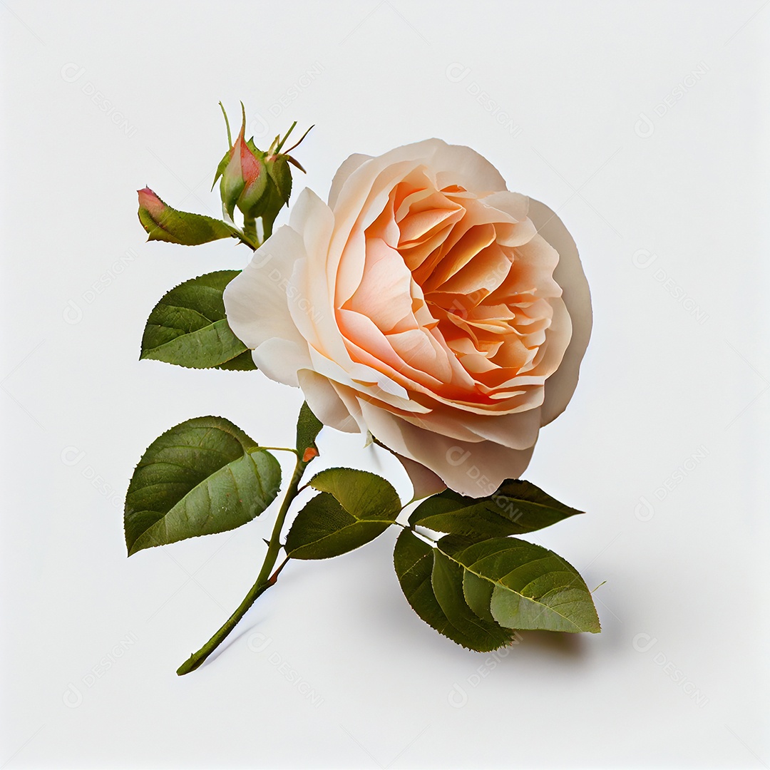 Ilustração 3D de uma rosa