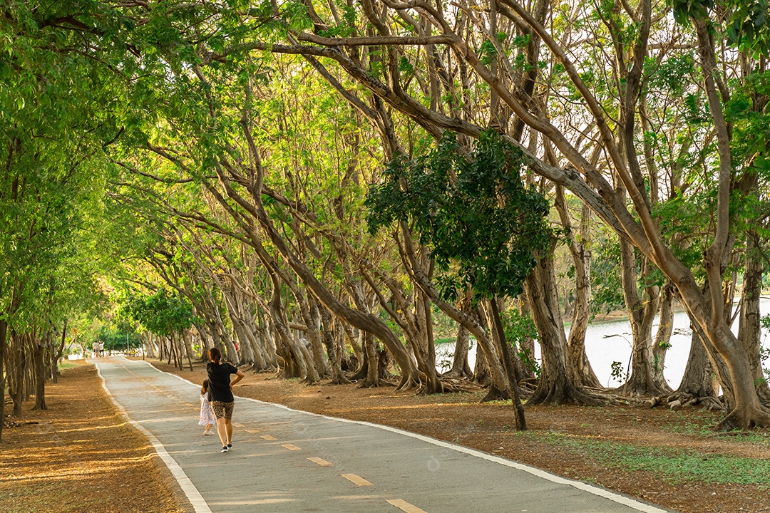 Caminho e belas trilhas de árvores para correr ou caminhar