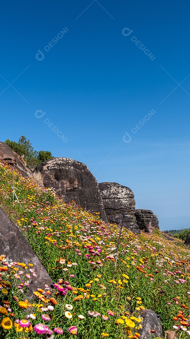 Linda flor de palha de flores silvestres de prado nas montanhas