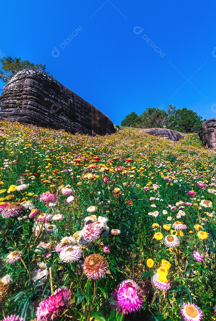 Linda flor de palha de flores silvestres de prado nas montanhas