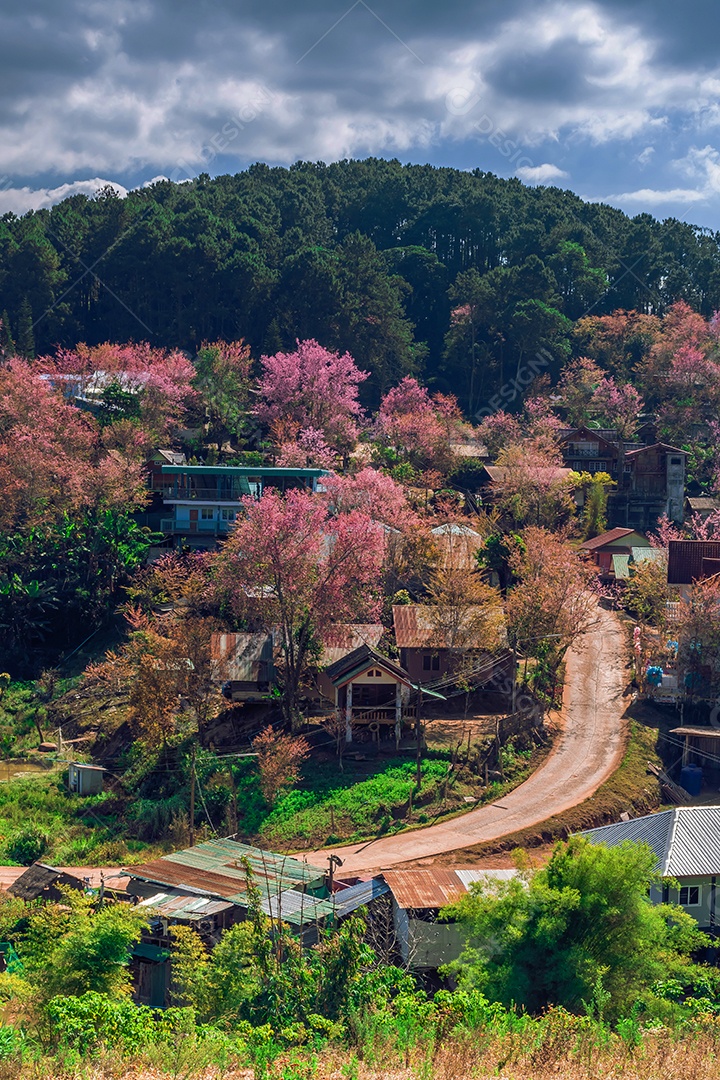 Paisagem de lindas flores silvestres de cereja do Himalaia florescendo rosa