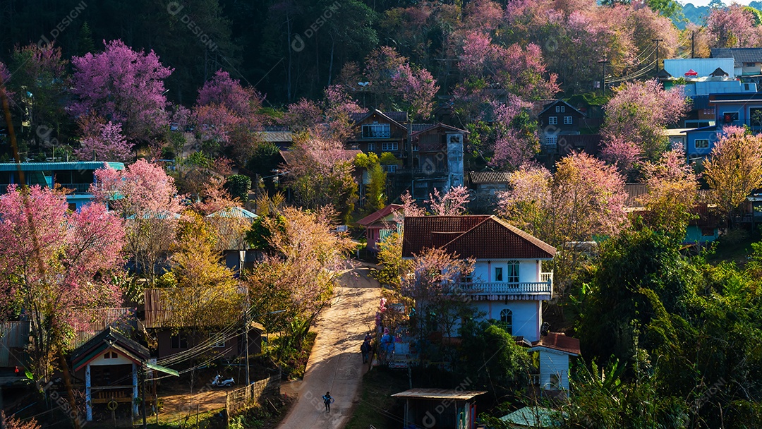 Paisagem de lindas flores silvestres de cereja do Himalaia florescendo rosa