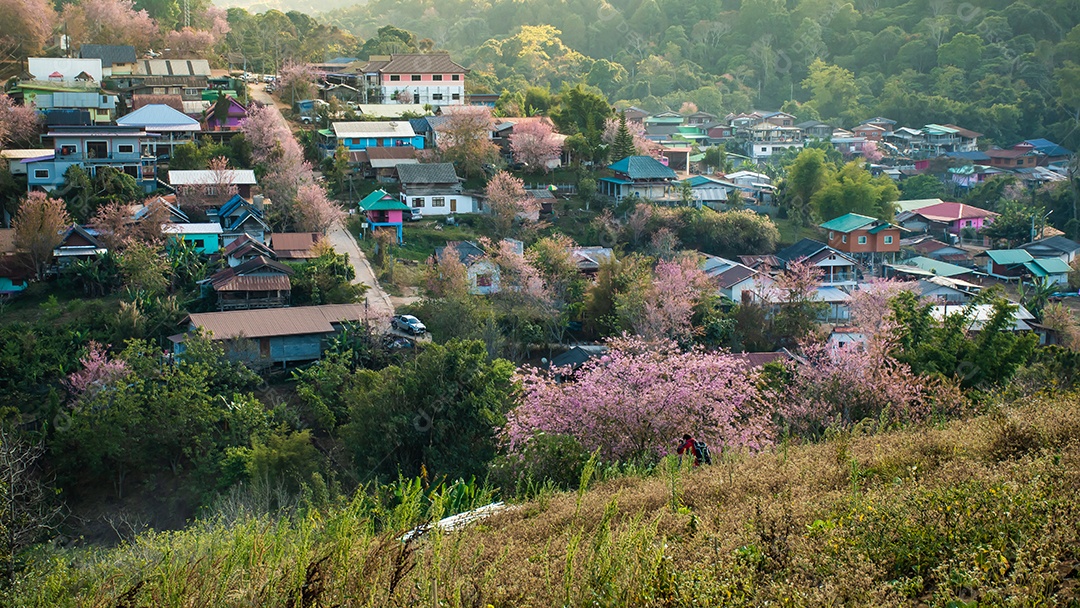 Paisagem de lindas flores silvestres de cereja do Himalaia florescendo rosa