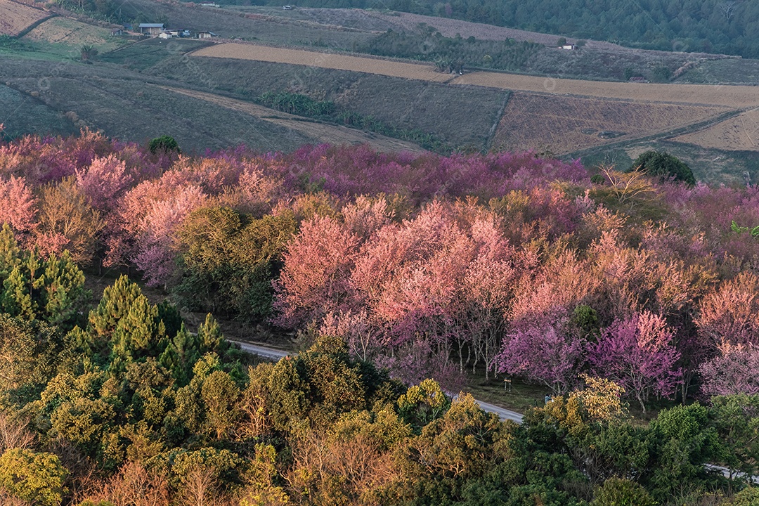 Lindas flores silvestres de cereja do Himalaia florescendo rosa