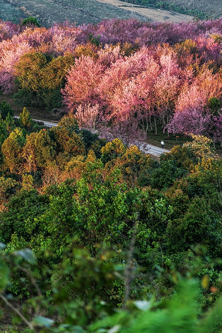 Lindas flores silvestres de cereja do Himalaia florescendo rosa
