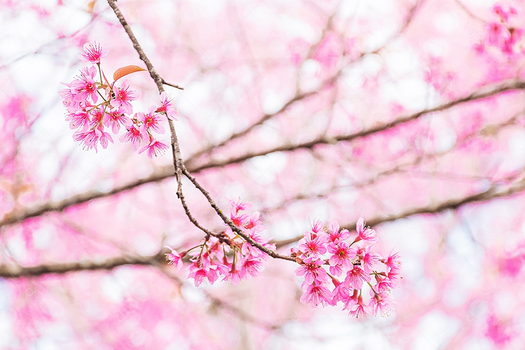 Lindas flores silvestres de cereja do Himalaia florescendo rosa
