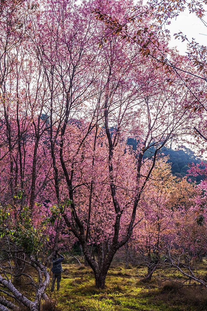 Lindas flores silvestres de cereja do Himalaia florescendo rosa