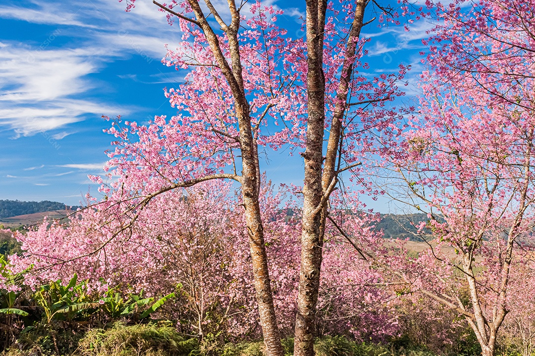 Paisagem da bela cereja selvagem do Himalaia florescendo rosa