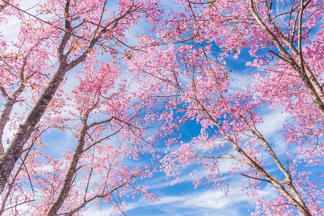 Paisagem da bela cereja selvagem do Himalaia florescendo rosa