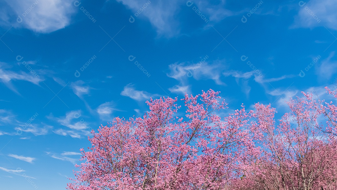 Paisagem da bela cereja selvagem do Himalaia florescendo rosa