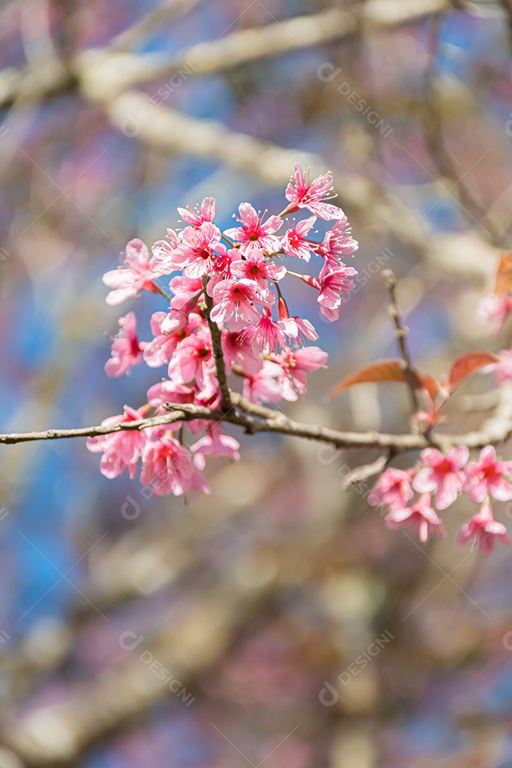 Lindas flores silvestres de cereja do Himalaia florescendo rosa