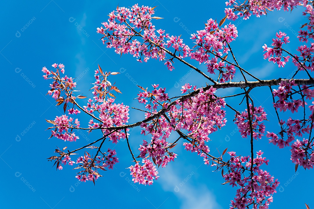 Lindas flores silvestres de cereja do Himalaia florescendo rosa