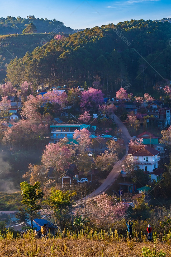 Paisagem de lindas flores silvestres de cereja do Himalaia florescendo rosa