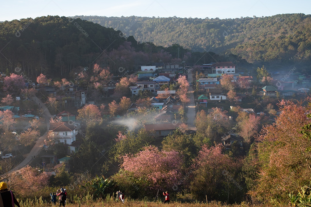 Paisagem de lindas flores silvestres de cereja do Himalaia florescendo rosa