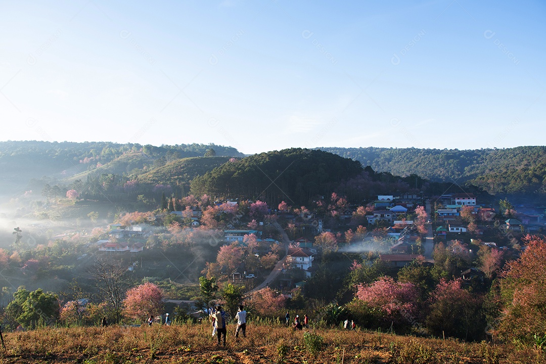 Paisagem de lindas flores silvestres de cereja do Himalaia florescendo rosa