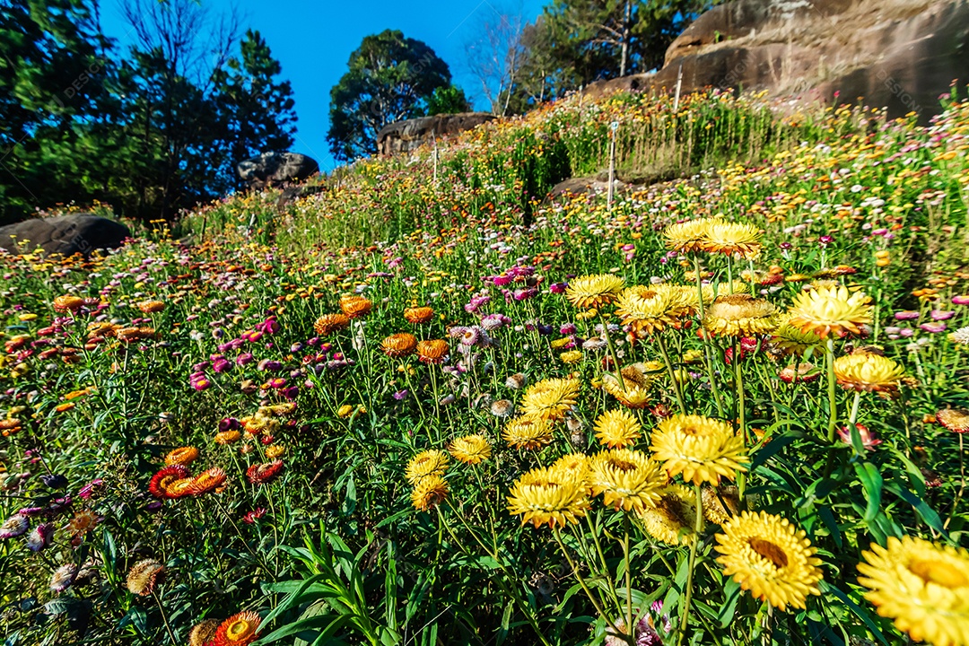 Linda flor de palha de flores silvestres de prado nas montanhas