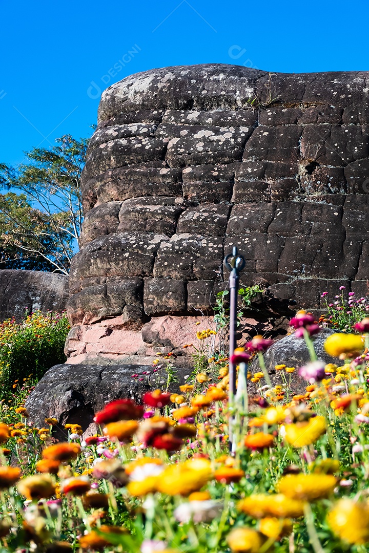Linda flor de palha de flores silvestres de prado nas montanhas