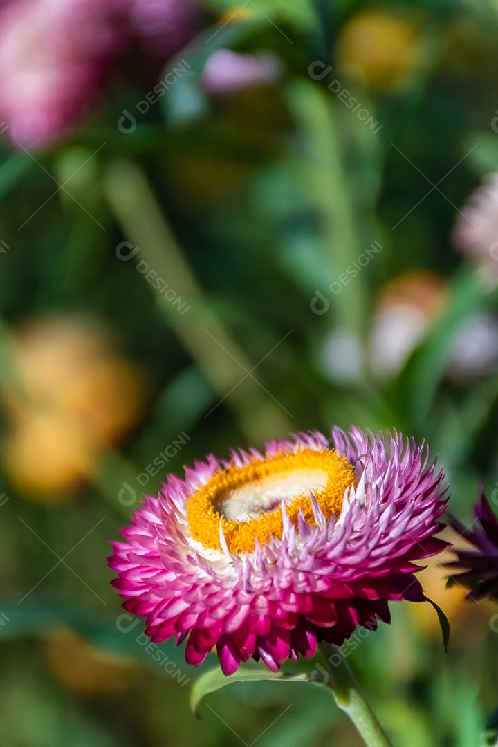 Linda flor de palha de flores silvestres de prado nas montanhas