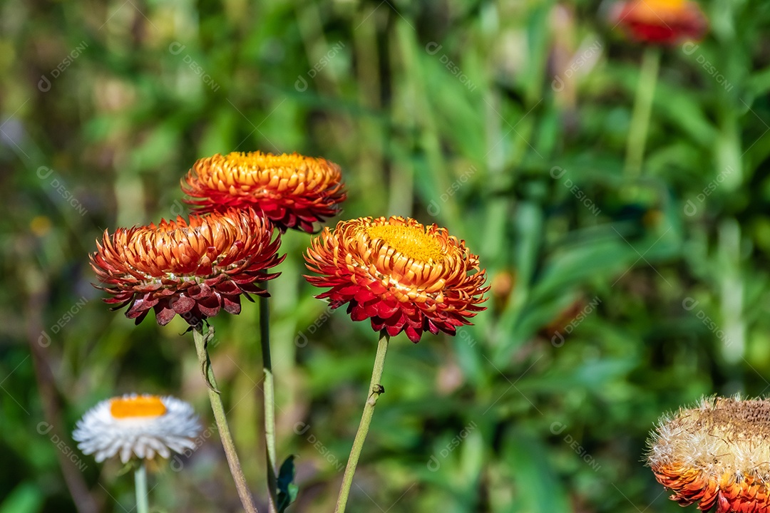 Linda flor de palha de flores silvestres de prado nas montanhas