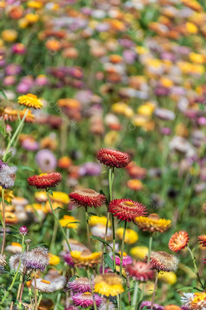 Linda flor de palha de flores silvestres de prado nas montanhas